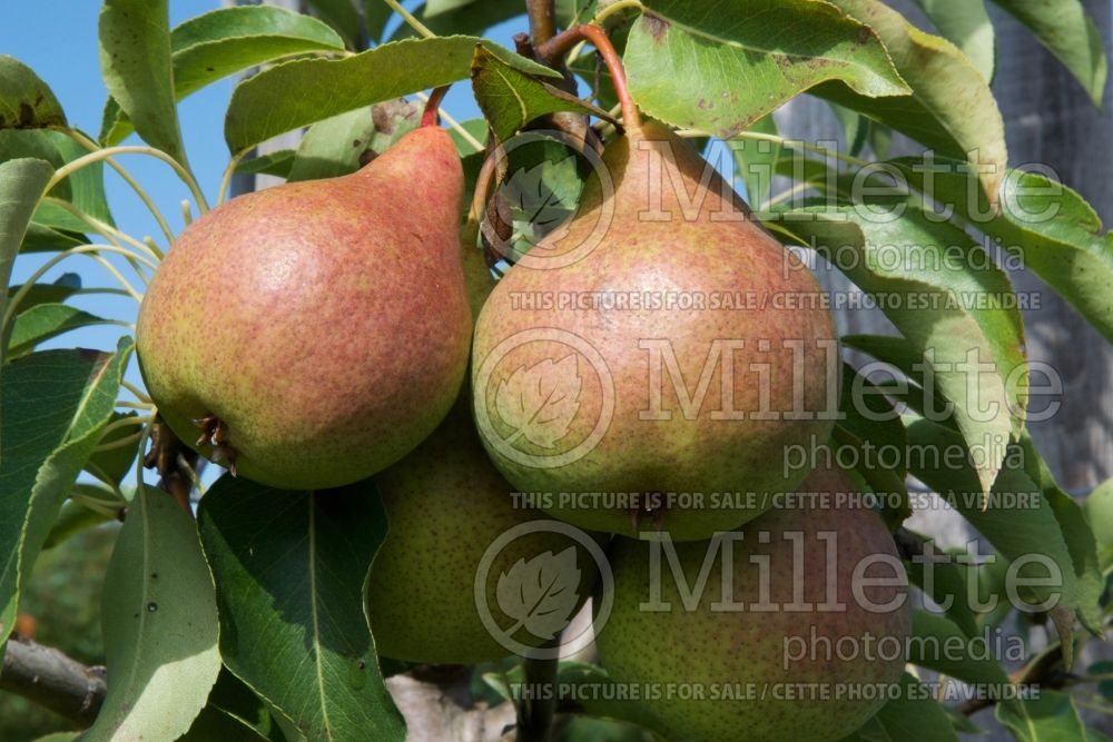 Pyrus Harrow Bounty (Pear tree) 1