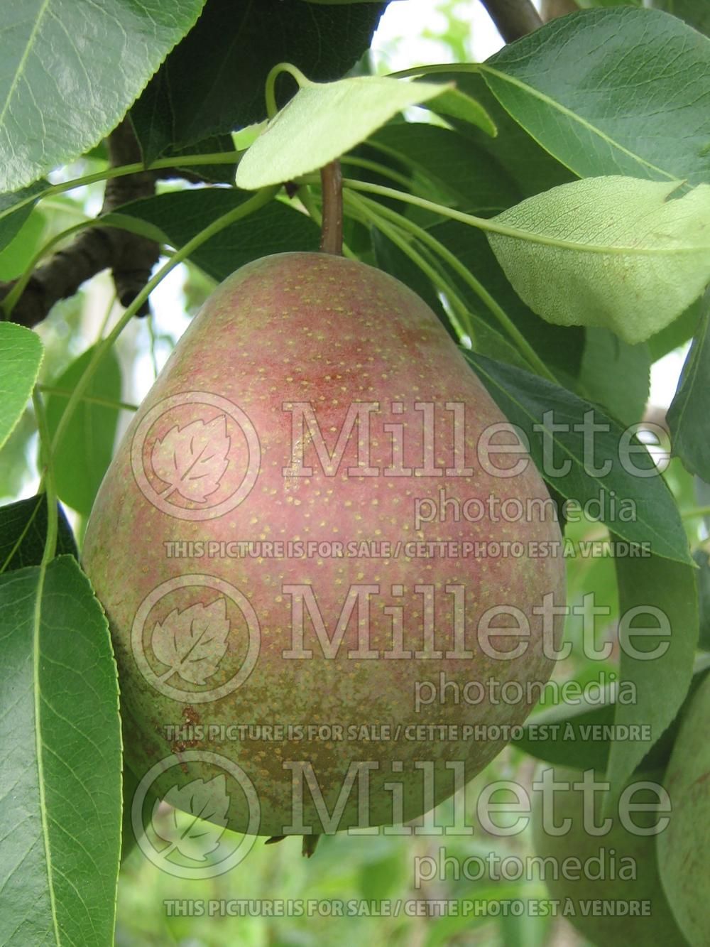 Pyrus Beauté Flamande (Pear)   2