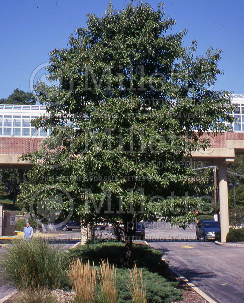 Pyrus Aristocrat  (Callery pear tree) 1 