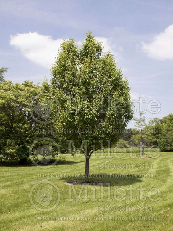 Pyrus Cambridge (Callery pear tree) 1 