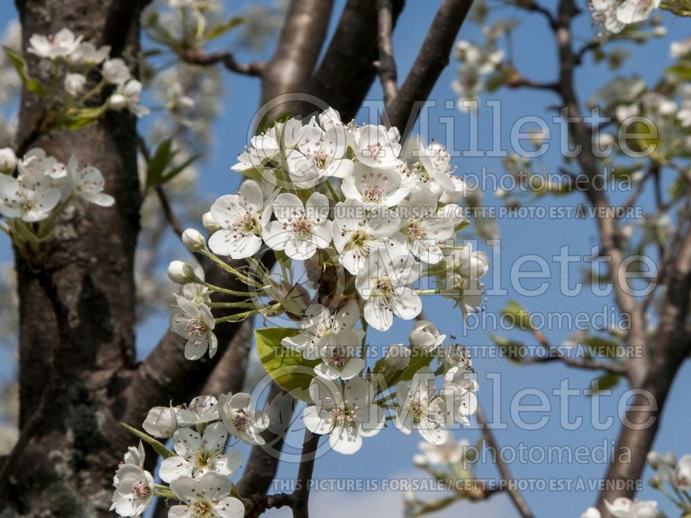 Pyrus Cambridge (Callery pear tree) 2 