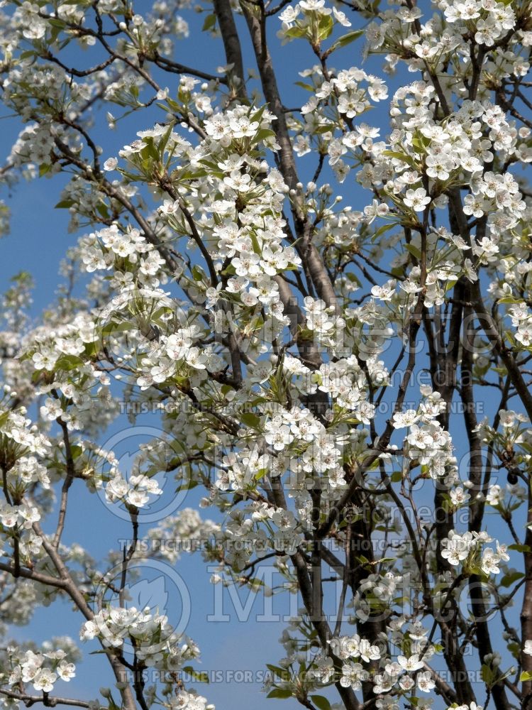 Pyrus Cambridge (Callery pear tree) 3 