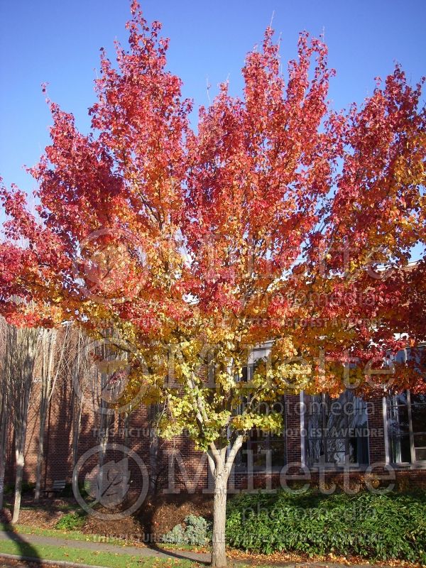 Pyrus calleryana (Callery pear tree) 1 