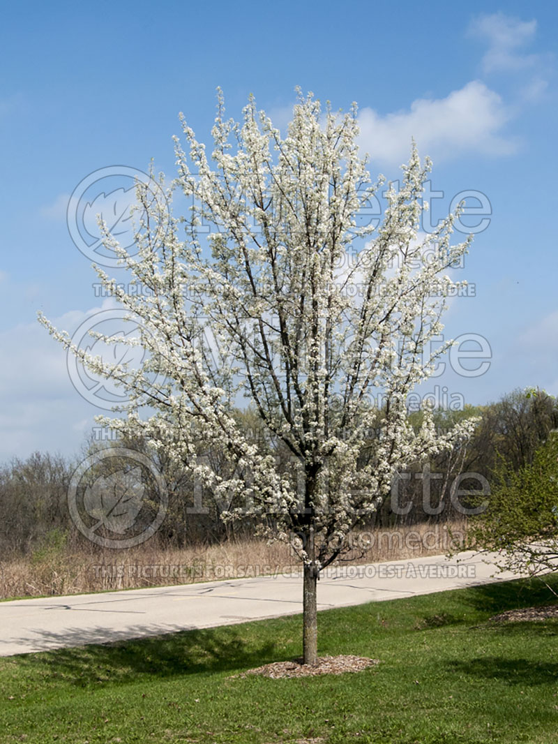 Pyrus Edgewood (Callery pear tree) 1 