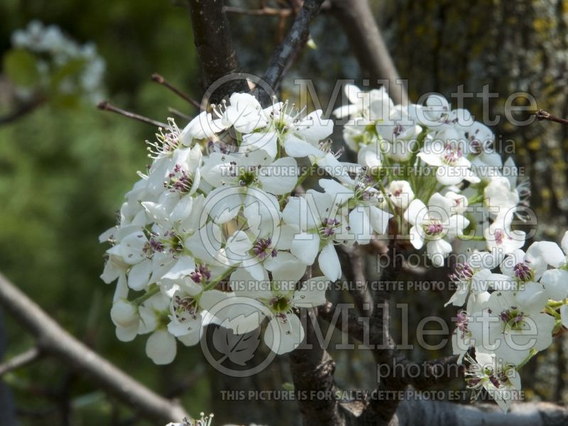 Pyrus Redspire (Callery pear tree) 2 