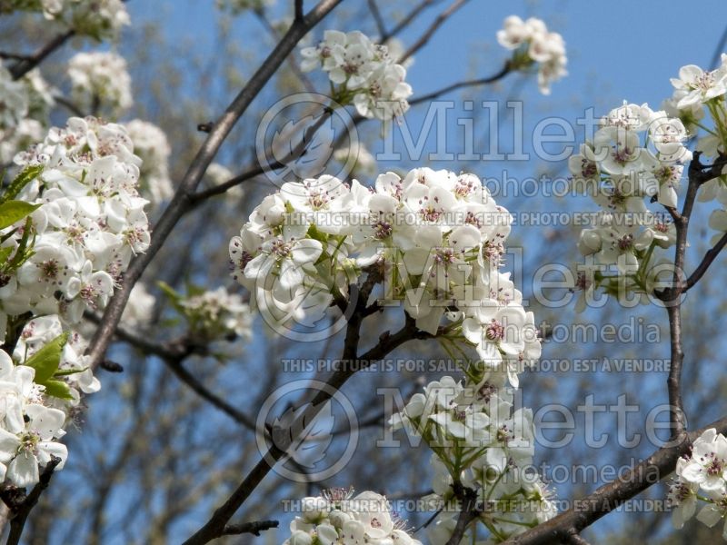 Pyrus Valiant or Valzam (Callery pear tree) 3 