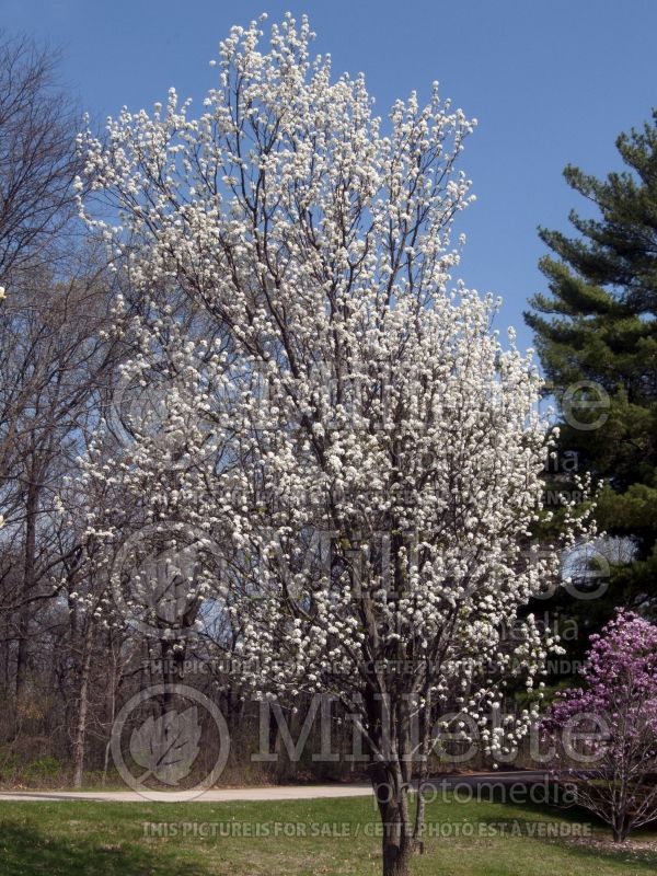 Pyrus Valiant or Valzam (Callery pear tree) 1 