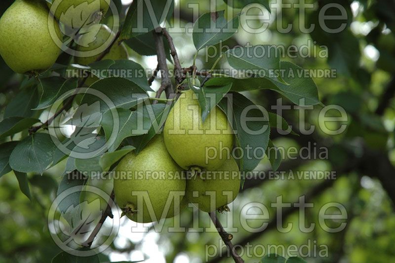 Pyrus Bartlett (Pear)  1