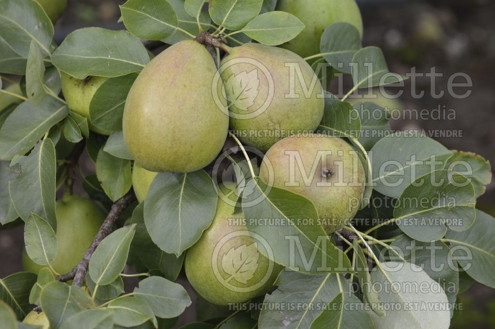 Pyrus Beurre Bachelier (Pear tree) 1