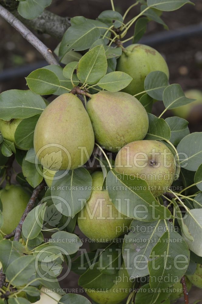 Pyrus Beurre Bachelier (Pear tree) 2