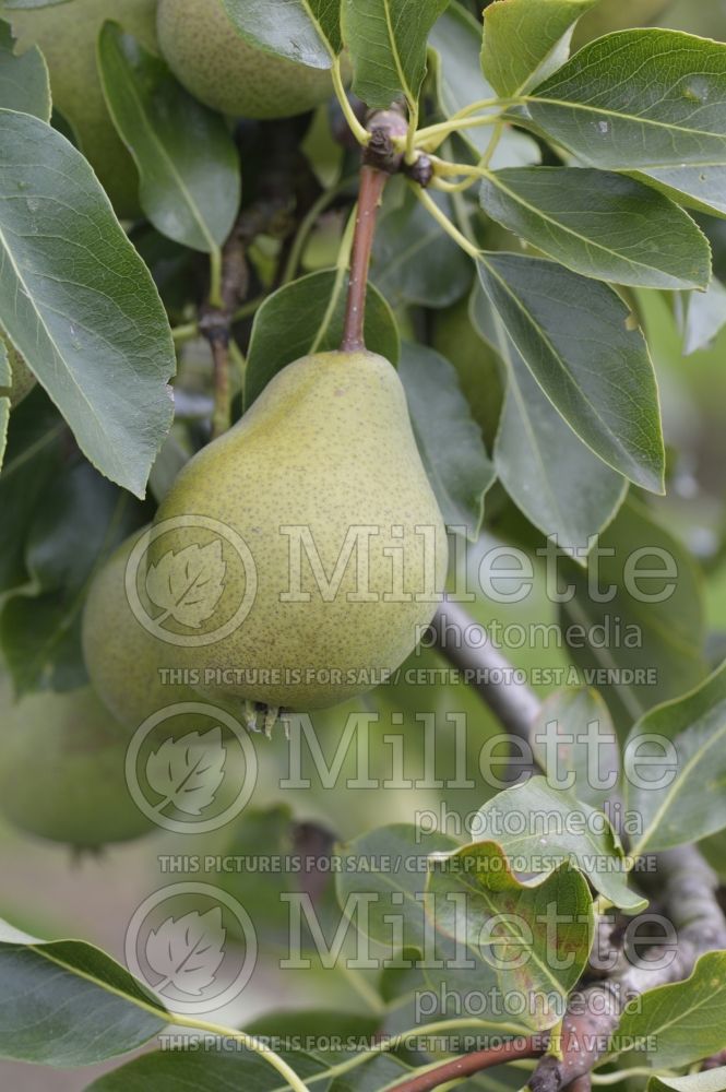 Pyrus Beurre Rance (Pear tree) 1