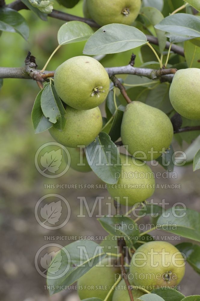 Pyrus Blickling (callery pear) 2 