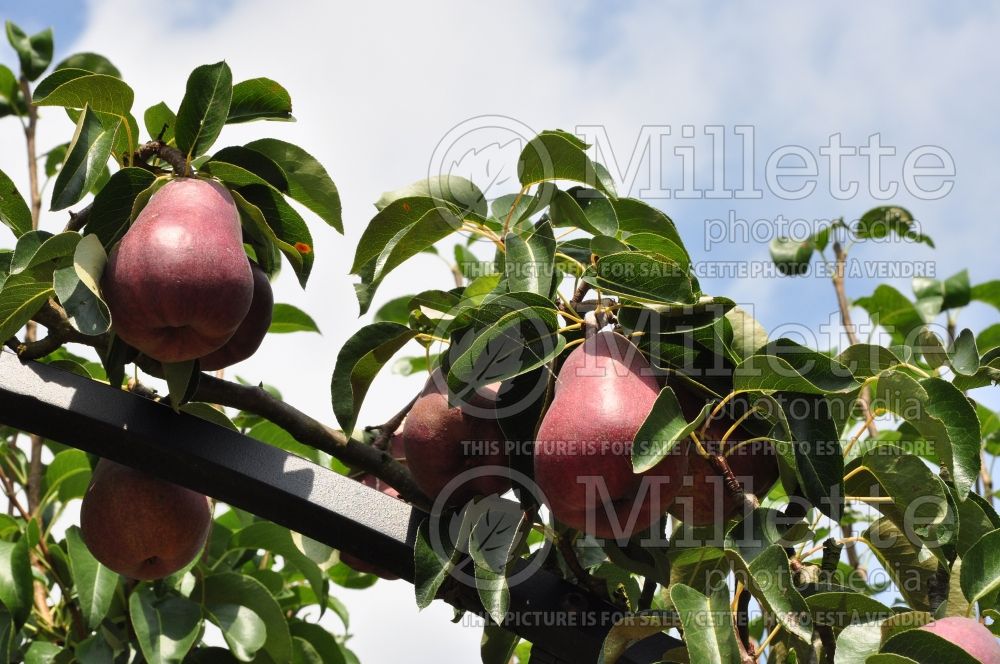 Pyrus Canal Red (Pear tree) 1