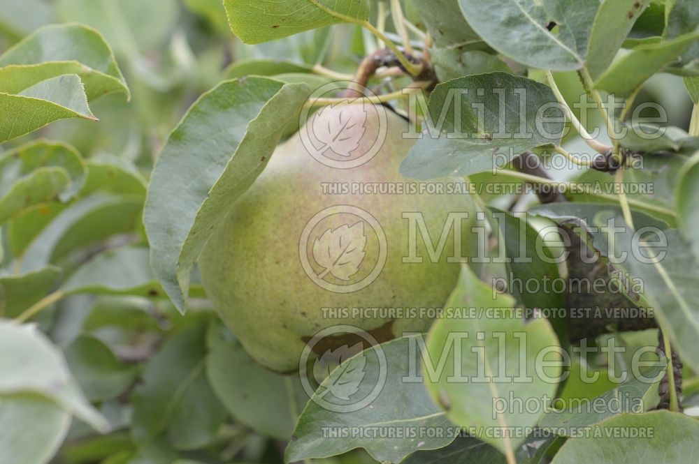 Pyrus Catilac (pear tree – fruit - poire) 1