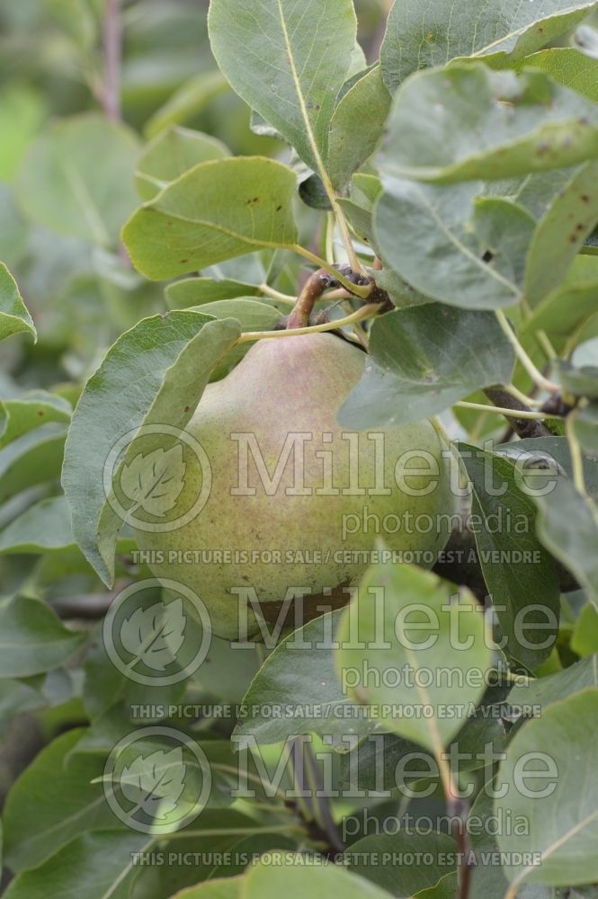 Pyrus Catilac (pear tree – fruit - poire) 2