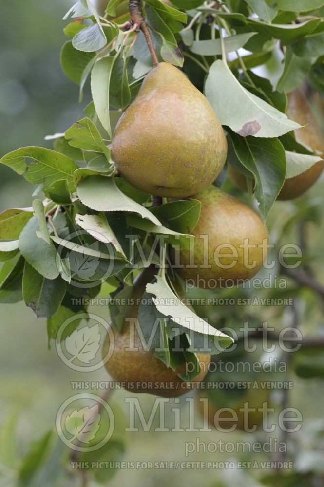 Pyrus Durondeau (callery pear) 1 