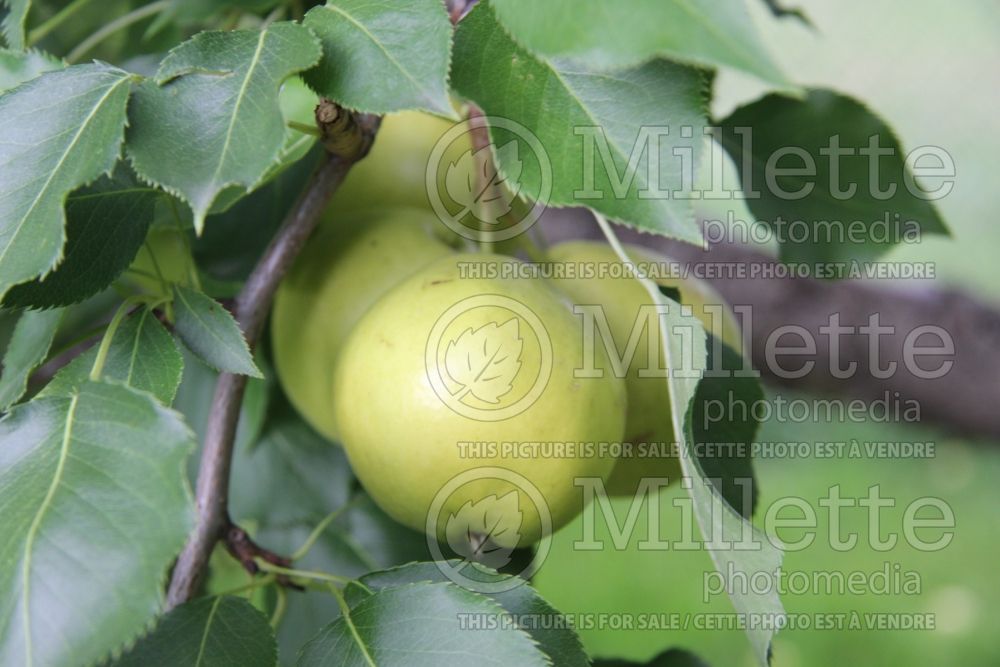 Pyrus Golden Spice (pear) 8