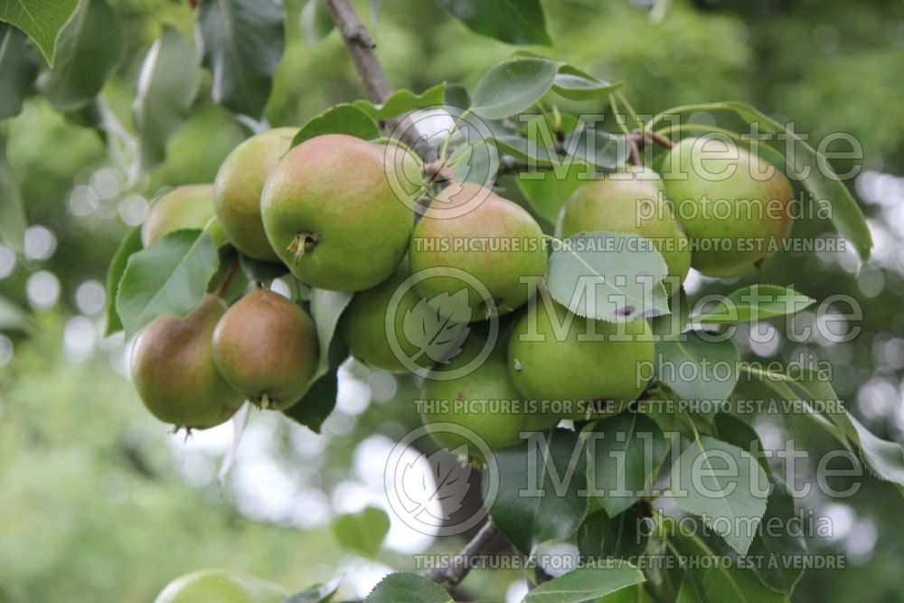 Pyrus Golden Spice (Pear)   4