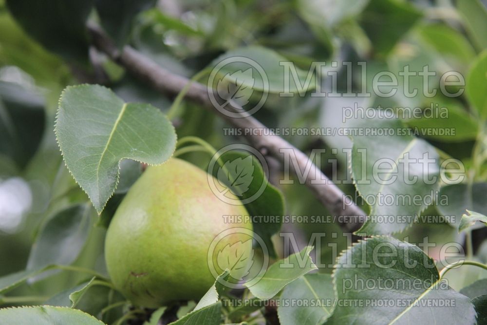 Pyrus Golden Spice (pear) 10