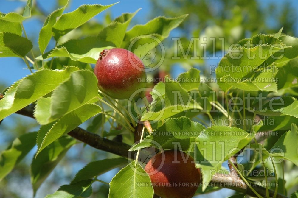 Pyrus Golden Spice (pear) 12