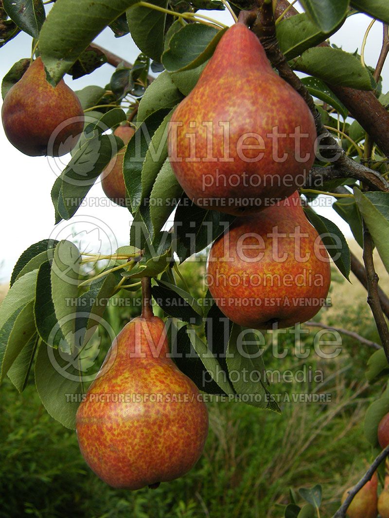 Pyrus Red Bartlett (Pear)  1