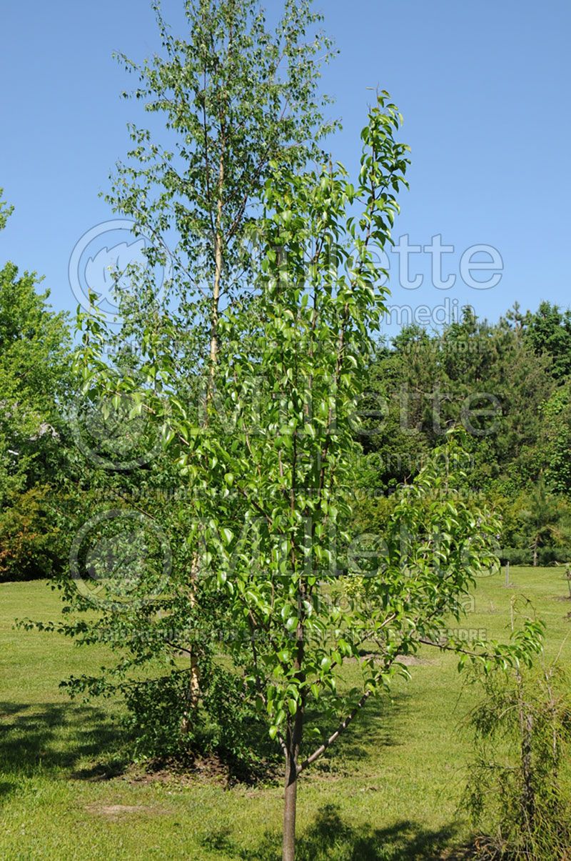 Pyrus Savignac (Pear)   1