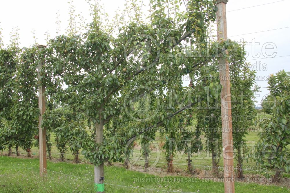 Pyrus Taylor's Gold – espalier (pear tree – fruit - poire) 1