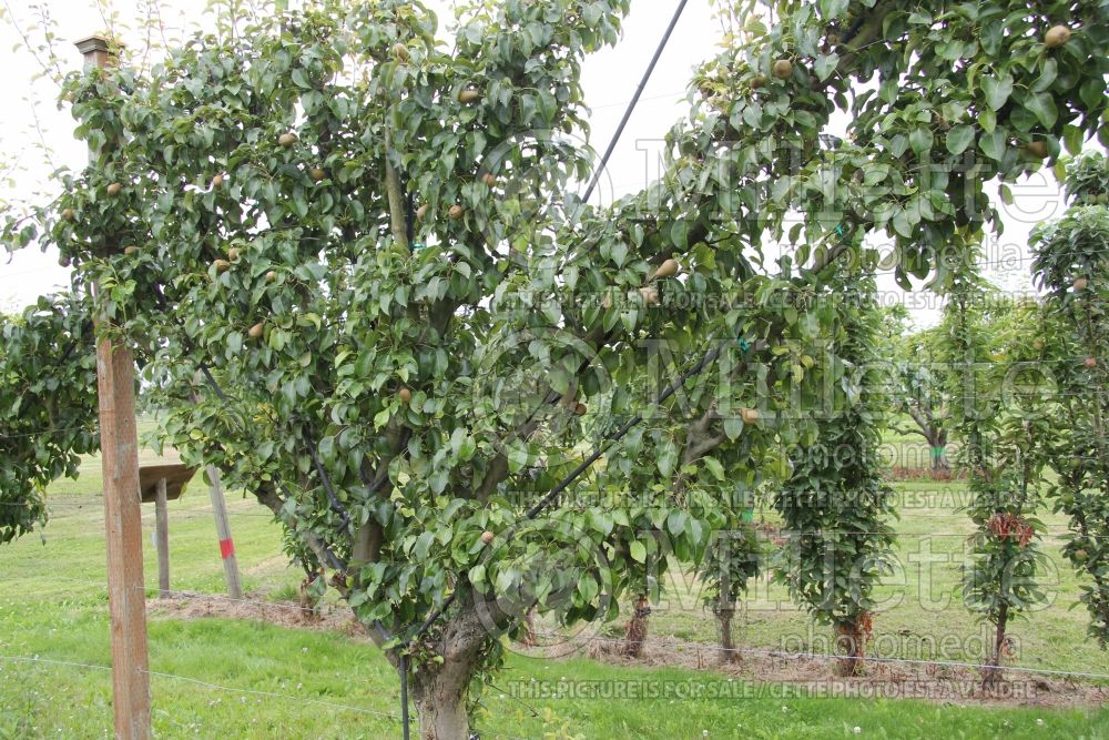 Pyrus Taylor's Gold – espalier (pear tree – fruit - poire) 2