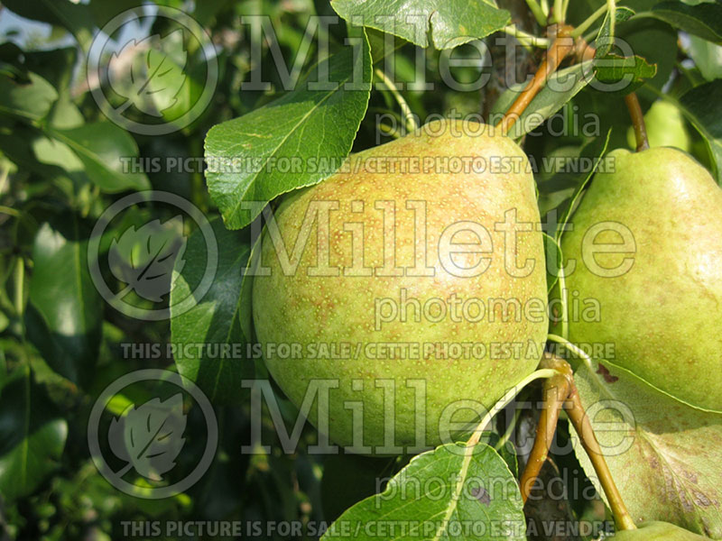 Pyrus Giffard (Pear) 1  