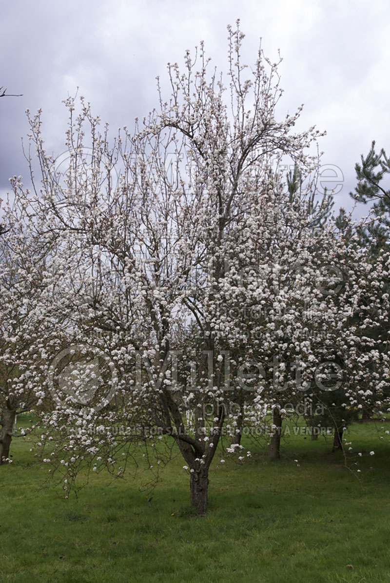 Pyrus pashia (Himalayan pear tree) 1 