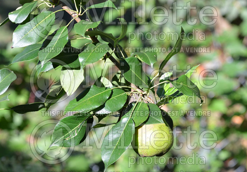 Pyrus pyrifolia (Chinese pear tree) 1 