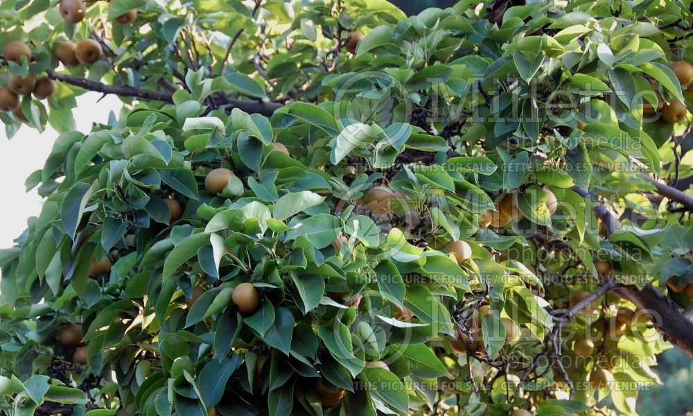 Pyrus pyrifolia (Chinese pear tree) 2 