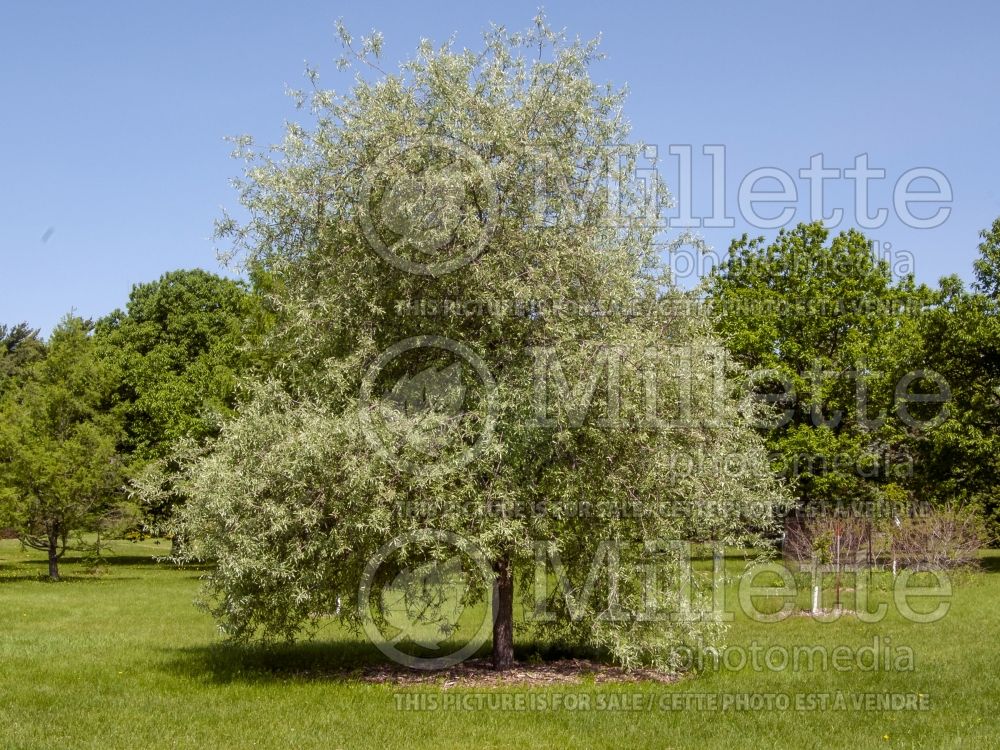 Pyrus Silver Frost (willowleaf pear) 1
