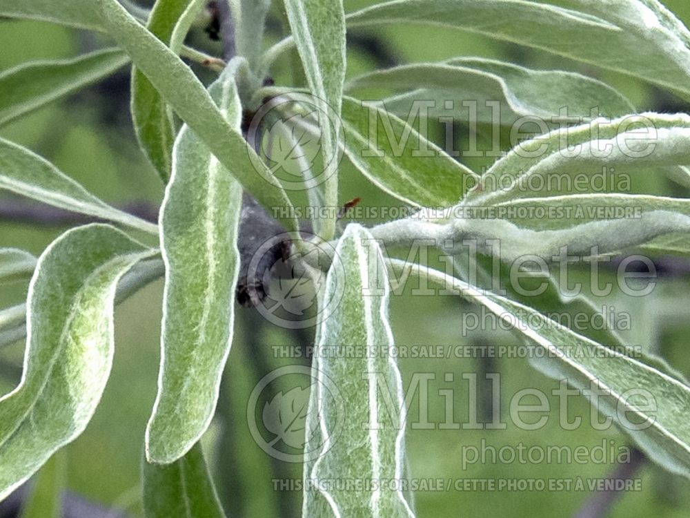 Pyrus Silver Frost (willowleaf pear) 2
