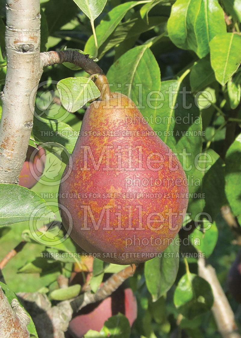 Pyrus Summercrisp (Pear tree) 1