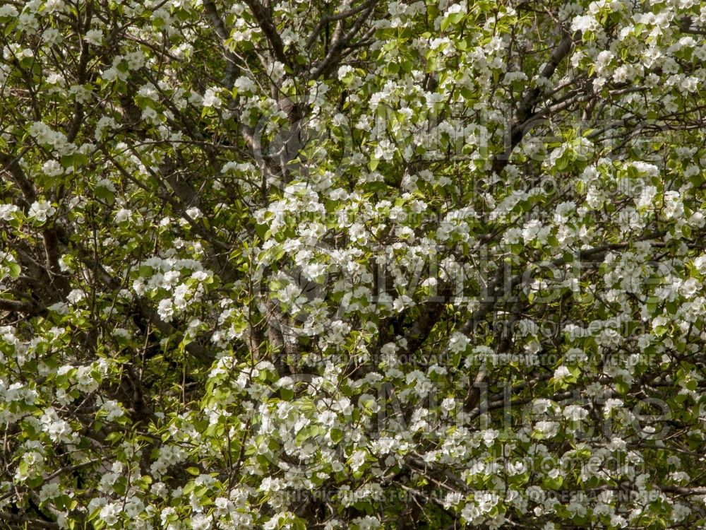 Pyrus Mordak aka Prairie Gem (Ussurian pear) 3