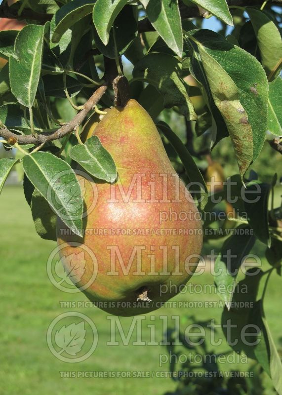 Pyrus Golden Spice (Ussurian pear) 6