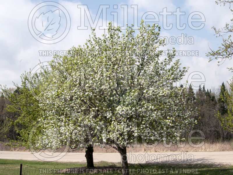 Pyrus Mordak aka Prairie Gem (Ussurian pear) 1