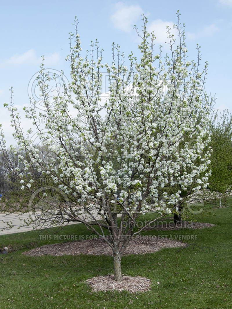 Pyrus Mountain Frost (Ussurian pear) 1