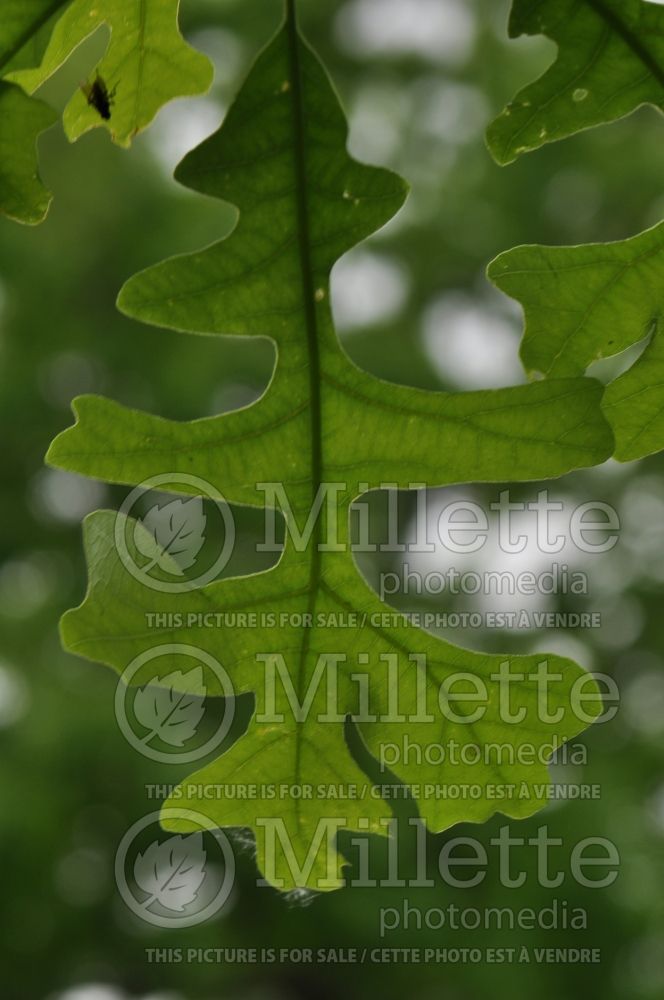 Quercus bicolor (swamp white oak) 5 