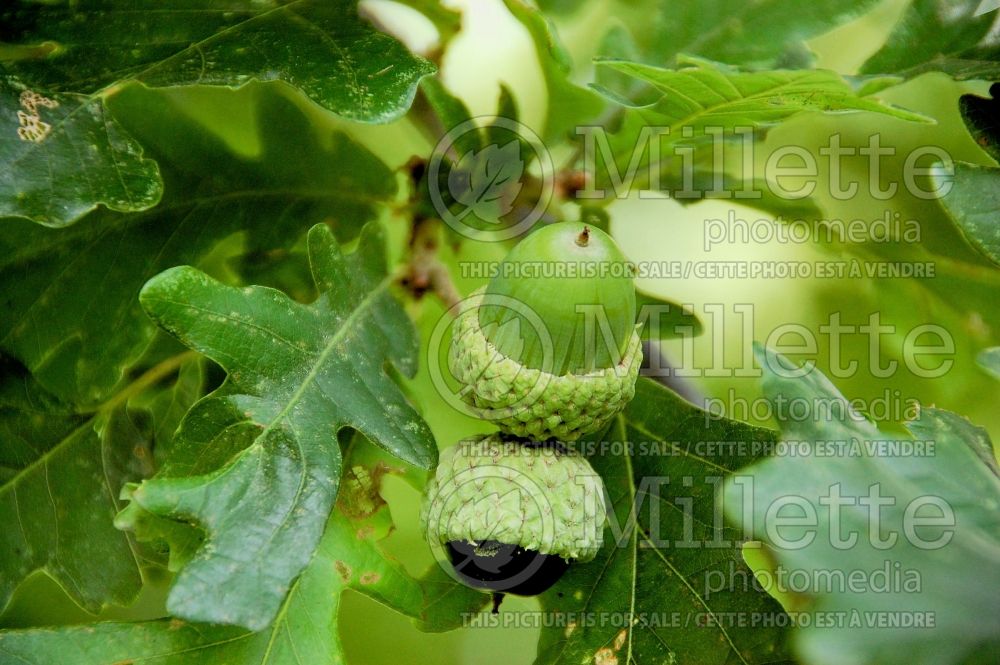 Quercus bicolor (swamp white oak) 14