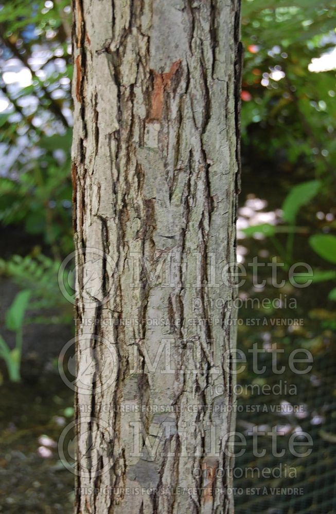  Quercus bicolor - bark (swamp white oak) 16