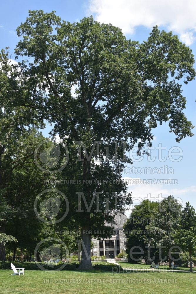 Quercus bicolor (swamp white oak) 13
