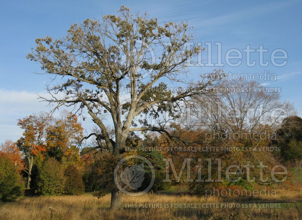 Quercus bicolor (swamp white oak) 7 