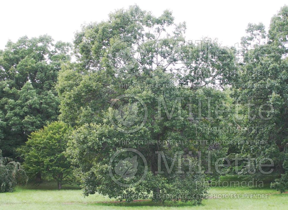 Quercus bicolor (swamp white oak) 8 