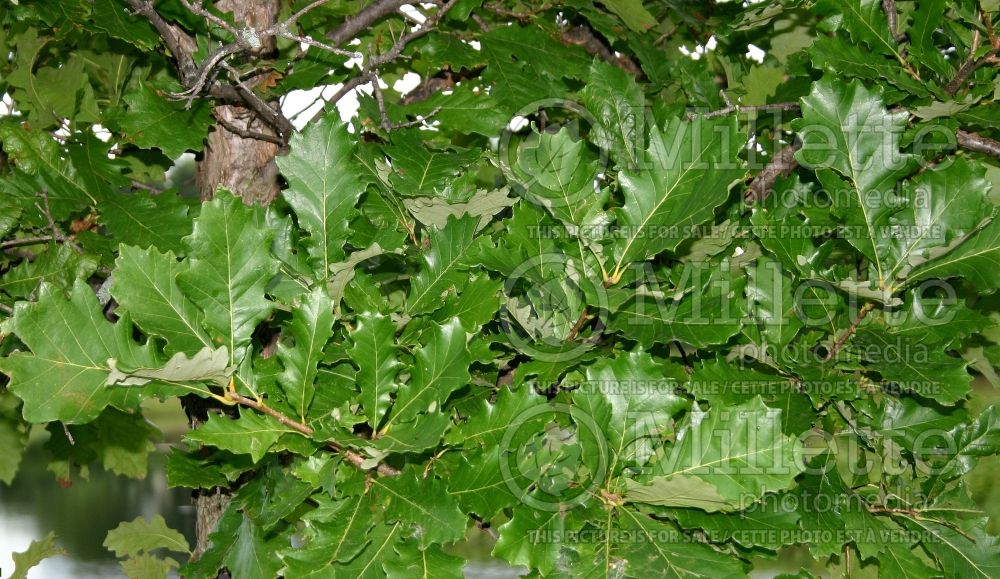 Quercus bicolor (swamp white oak) 9 