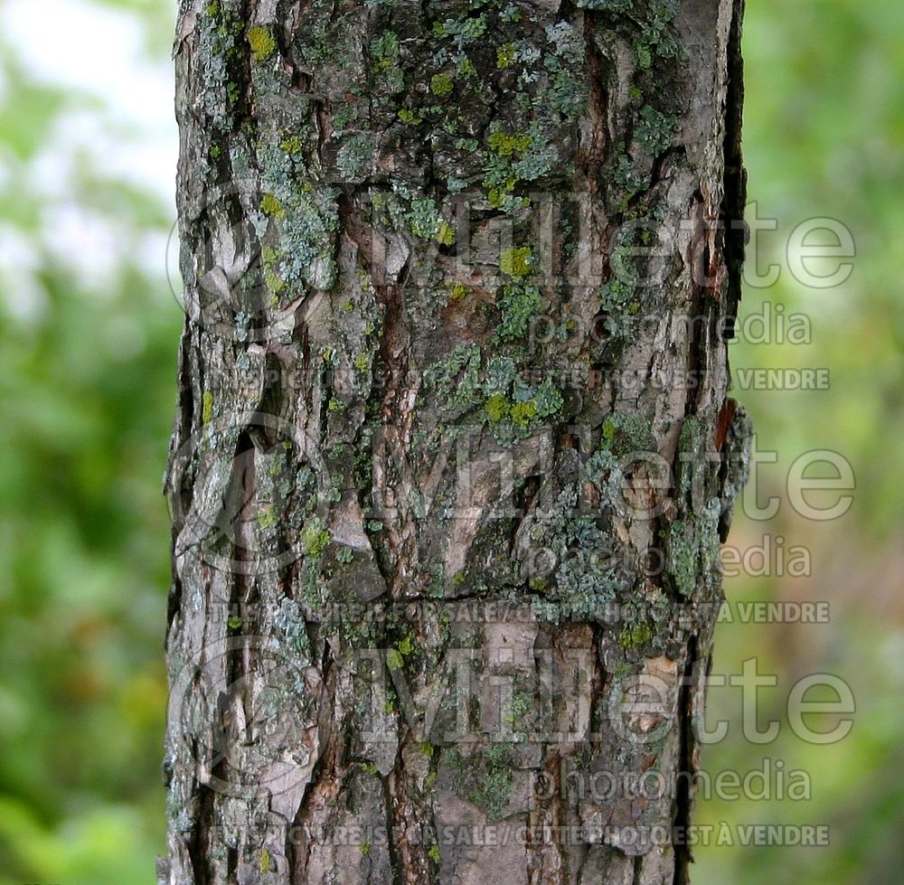 Quercus bicolor (swamp white oak) 10 