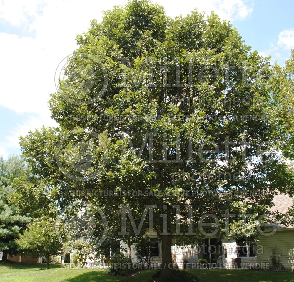 Quercus bicolor (swamp white oak) 11 