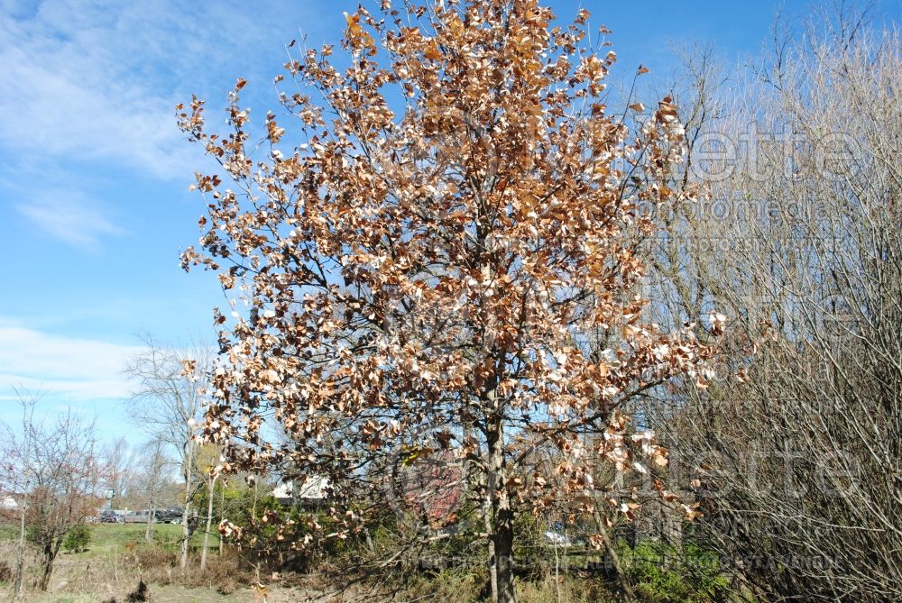 Quercus bicolor (swamp white oak) 12
