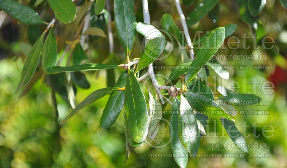 Quercus virginiana (Live oak) 18